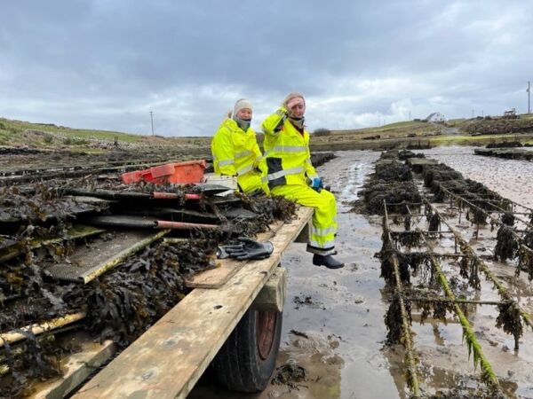 Fra skjellsortering til kulturelle eventyr i Irland