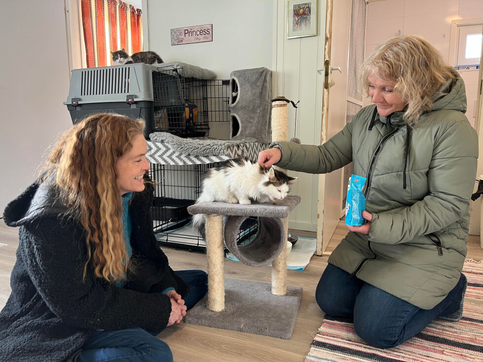 Marit Lie Mohn og Mette Wagnild er to av ildsjelene som jobber sent og tidlig for å hjelpe hjemløse katter.
 Foto: Lillian Lyngstad