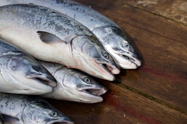 Fikk avslag på søknad om prøvefiske etter rømt oppdrettslaks i Arnøyfjorden