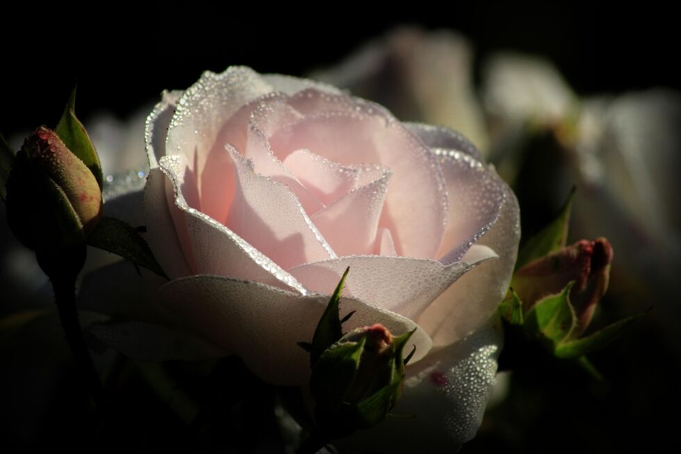 Foto: Pixabay.com