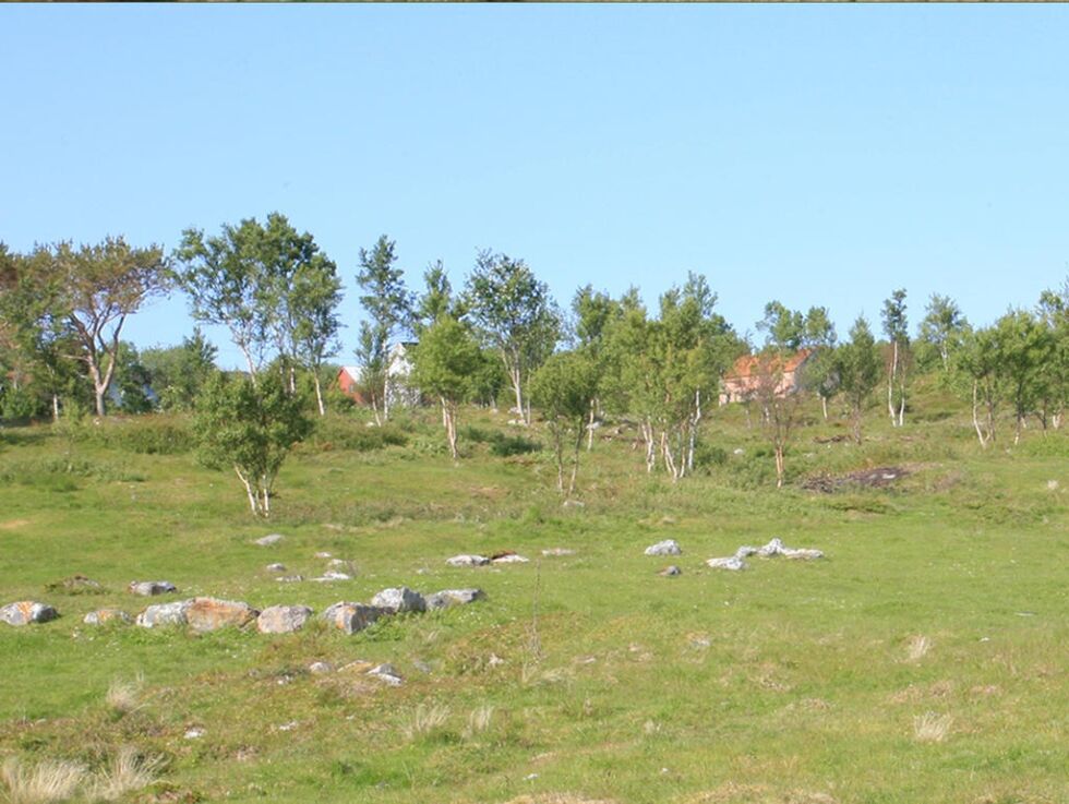 Etter krattrydding ved Kalvgjerdet på Skei i 2010.
 Foto: Oskar Puschmann