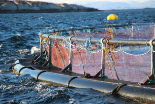 SalMar satser videre i Norge tross svakt kvartal