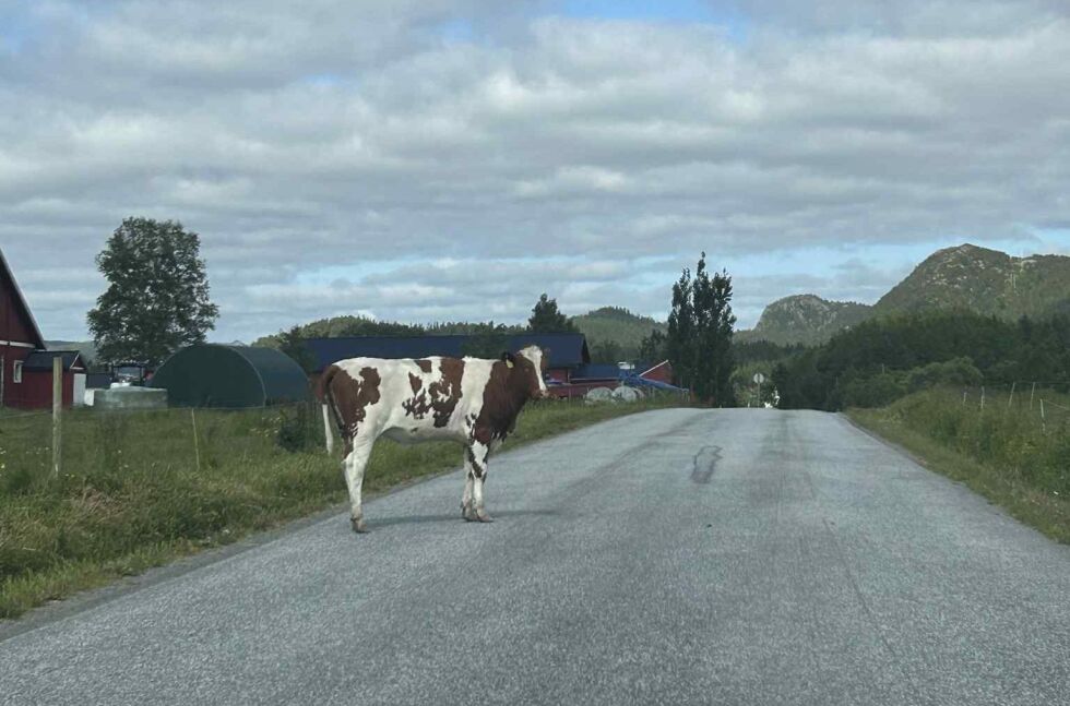 Foto: Kristin Storfjord