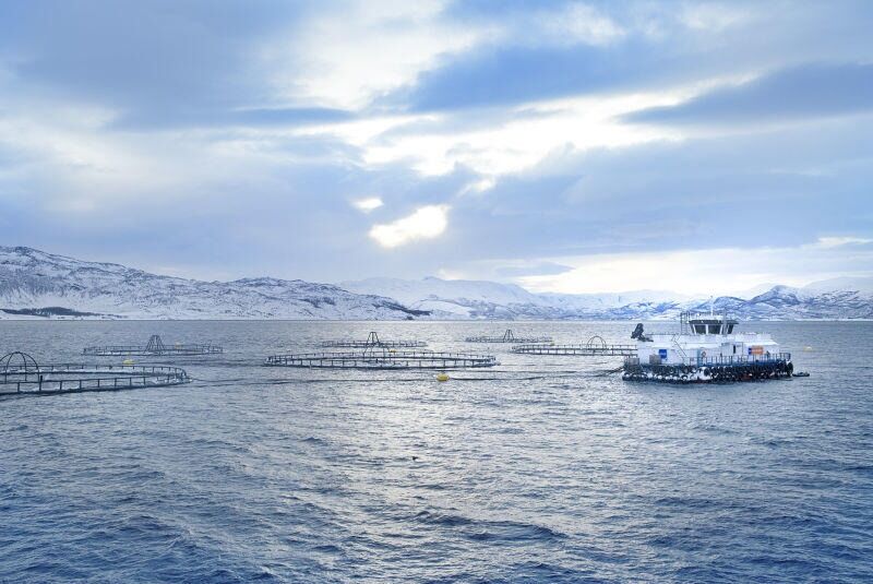 Foto: Norway Royal Salmon