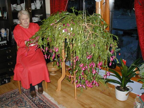 Hallbjørns julekaktus er 80 år