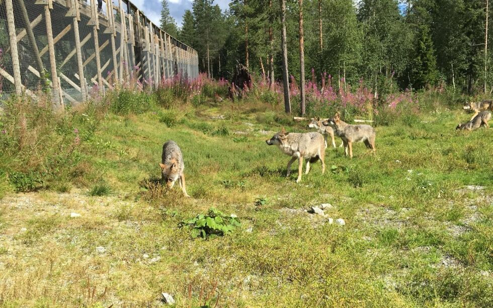 Foto: Renate Rosenvinge