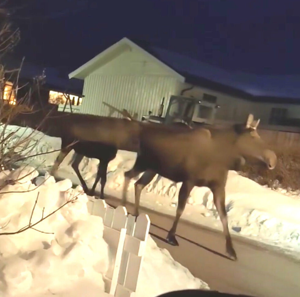Elgene beveger seg rundt i Rørvik og så ut til å ta livet med ro.
 Foto: Ytringen-leser