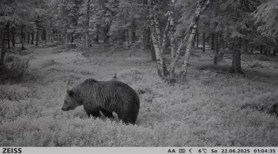 Et viltkamera på en privat eiendom har fått et bilde av en bjørn natt til søndag 22. juni.
 Foto: Nærøy og Bindal Skadefellingslag / Brønnøysunds avis.