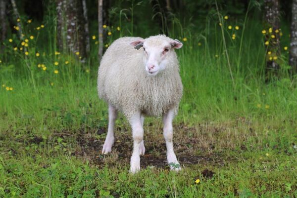 Vi spiser mindre sau og svin