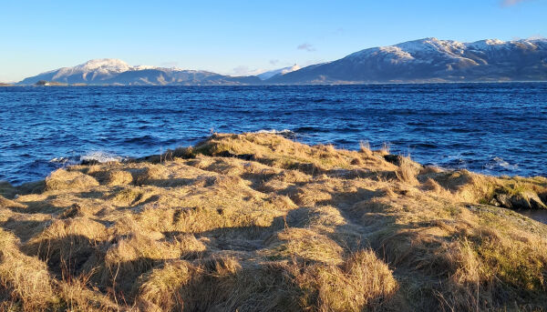 Gammelnorsk sau skal berge truet naturtype på Leka