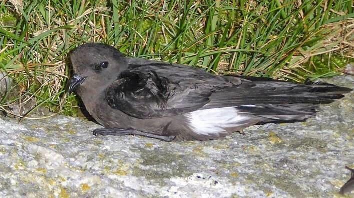 Havsvalen er en art som forskerne kjenner lite til trekkmønsteret til. Nå skal forskning på Namdalskysten skaffe ny informasjon på dette området.
 Foto: John Haugen.