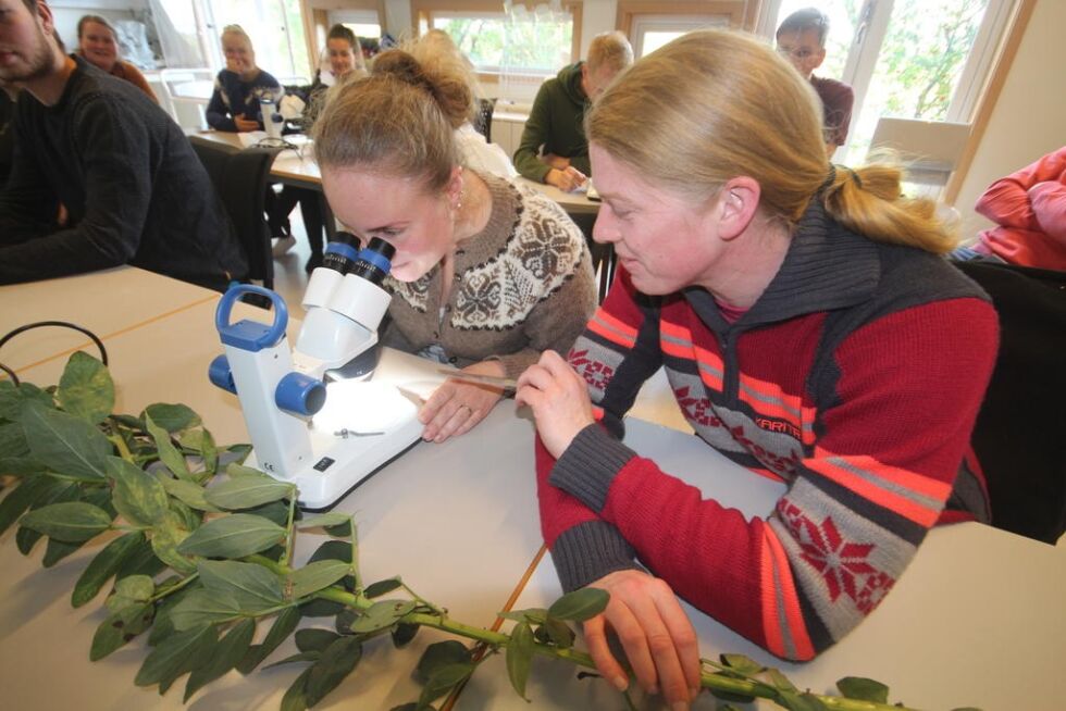 Eirin Kjeåsen og Aud Strangring studerer bakterier.