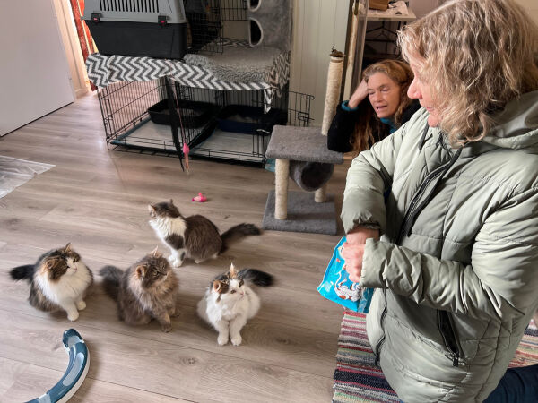 Nærøysund kommune leier ut leiligheter til tiltak for dyrevelferd