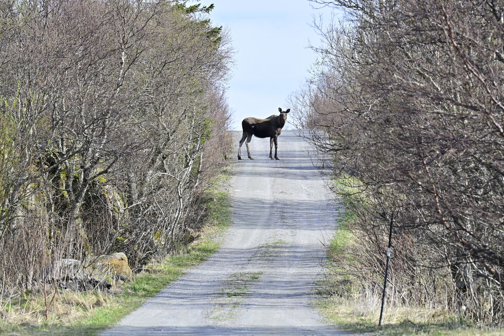Svanaflovegen 1070, Borgan. Fra der hvor elgen står sånn cirka er det foreslått at vegen blir privat.
 Foto: Synnove Hanssen