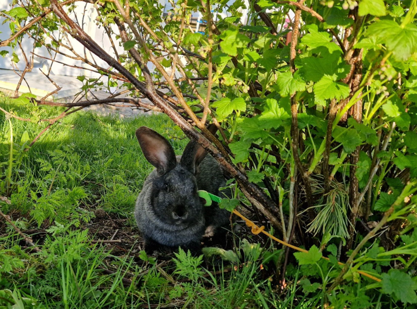 Gabby er funnet!
 Foto: Privat