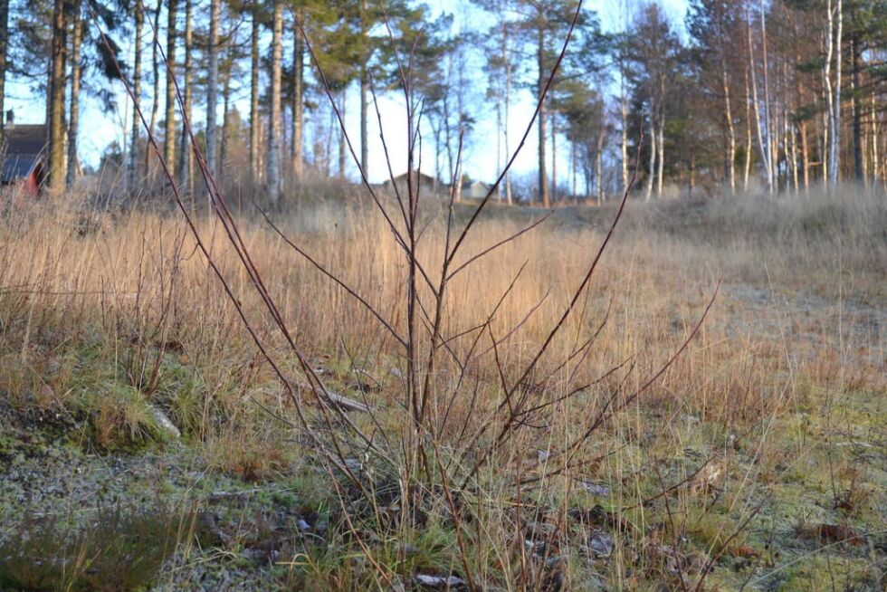 Det gror raskt i bakken. Folk som bor i nabolaget rydder bakken ved behov. Nå skal de ta seg en runde igjen, slik at den er klar til snøen kommer.