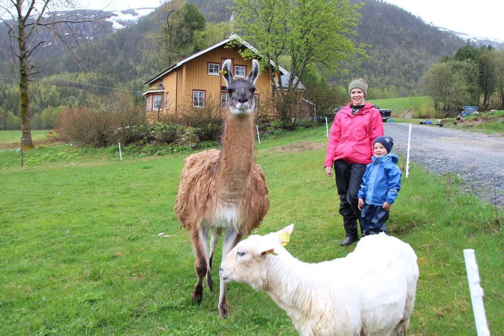 Lamaen Shaun og sauen Ulla lever det gode liv på Helstad. Magnhild Eide Myrvang og sønnen Håkon synes det er fint å ha lama og sauer.