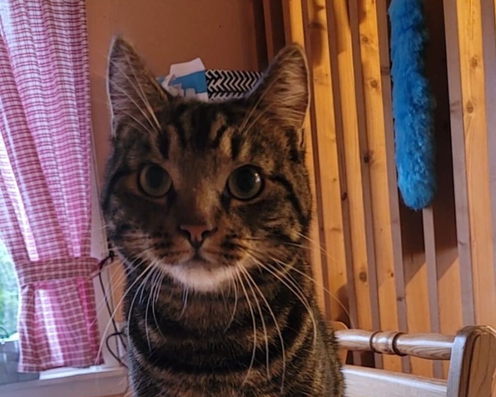 Har du sett Asland?
 Foto: Privat