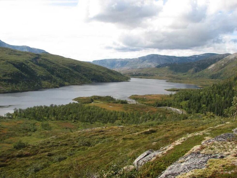 Det er observert ulv i Kalvvatnan i Bindal. Voengel Njaarke reinbeitedistrikt har tilholdssted i dette området. Forrige helg fant en reineier en reinsimle som var tatt av ulv.
 Foto: Jens Christian Berg