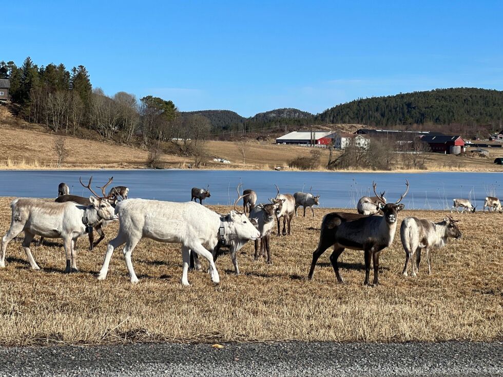 Det er delvis mye rein også langs veier i Nærøysund for tden.
 Foto: Lillian Lyngstad