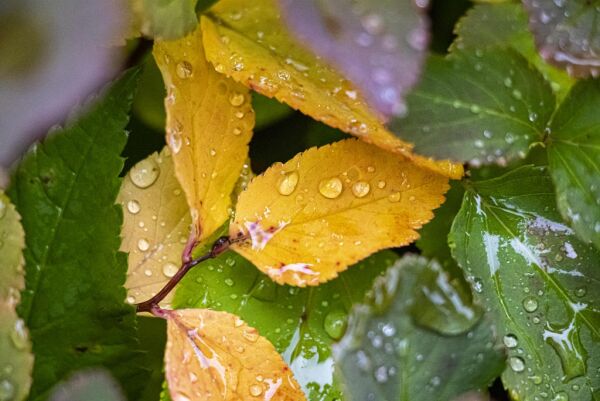 6. september: Kuling og regn igjen