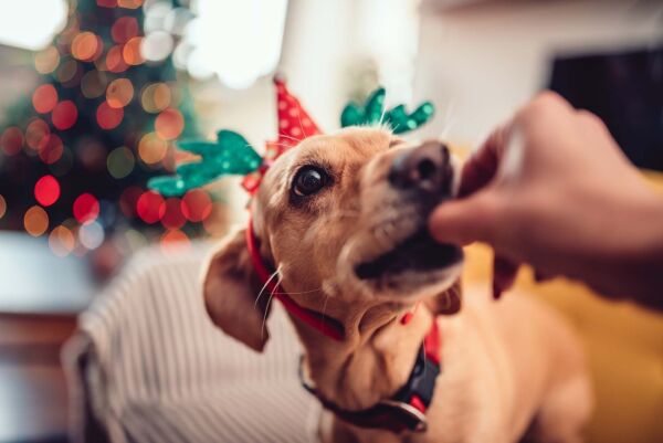 Julemat kan være farlig for hunden din