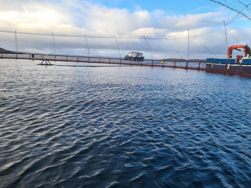 150.000 smolt på plass i merda.
 Foto: privat
