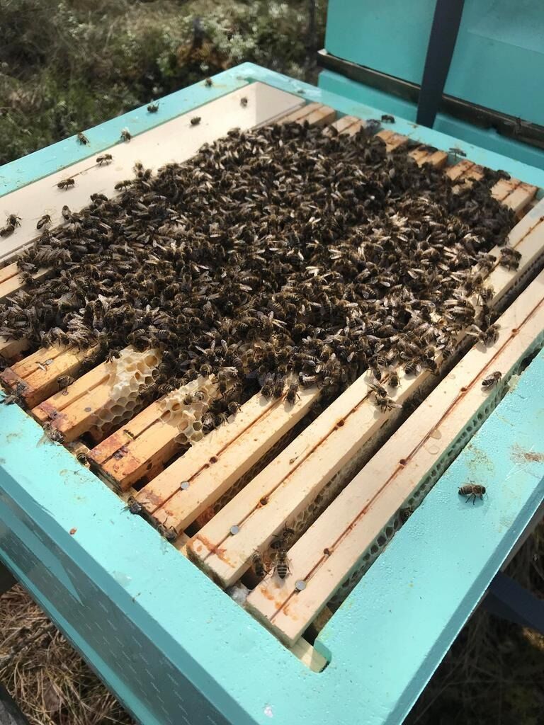 Synet som forhåpentligvis møter birøkteren når han eller hun åpner kuben første gang på våren.
