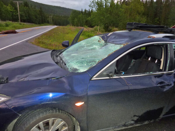 Rundt 200 viltpåkjørsler i året i Ytre Namdal: Flest rådyr blir drept, men ingen villsvin