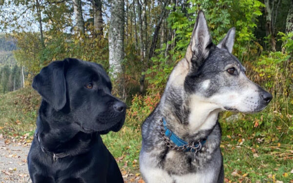 Har du sett Hektor og Sita?