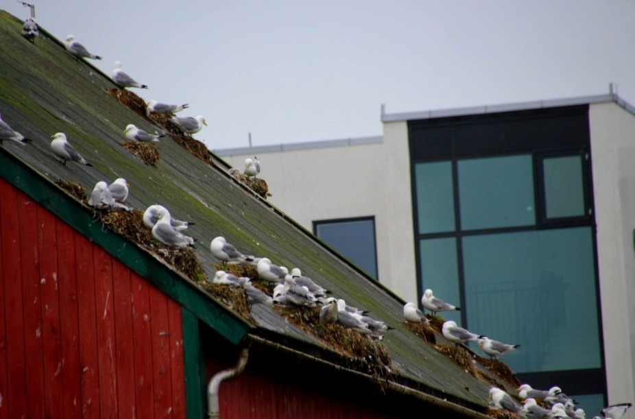 Her liker krykkja på Rørvik seg.
 Foto: Kristin Storfjord
