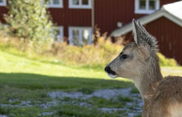Hvordan går det med Bambi?