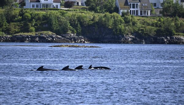 Hvalflokk overrasket i Nærøysundet