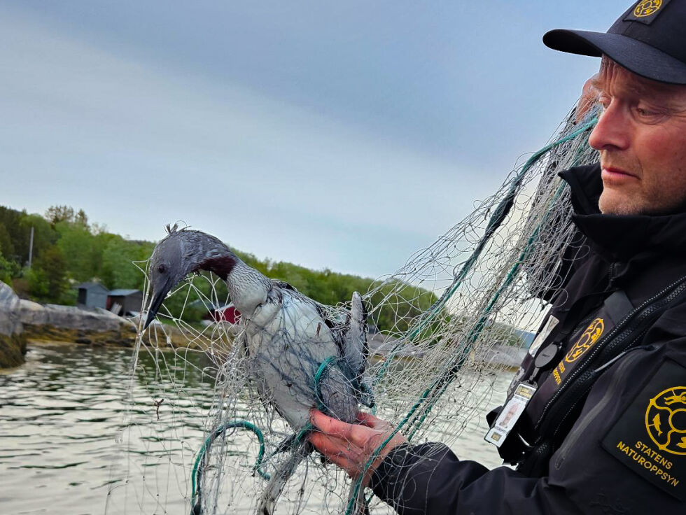 Tyvfiske rammer også fuglelivet. I Fauske kommune druknet en smålom etter å ha satt seg fast i et ulovlig garn.
 Foto: Statens Naturoppsyn