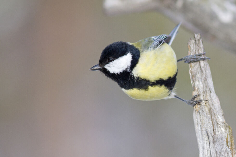Kjøttmeisen troner helt klart på toppen av listen etter årets hagefugltelling.
 Foto: Frode Falkenberg / BirdLife Norge