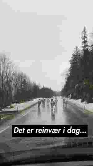 Henstiller om å passe på hundene