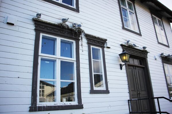 Samler inn egg fra Berggårdstaket