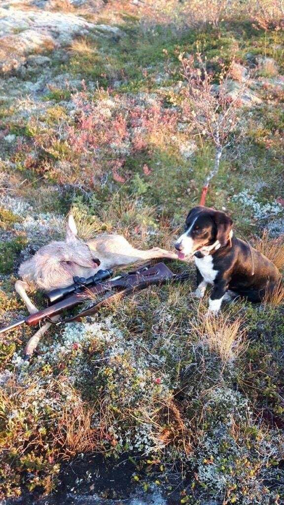 Nedgang i felte rådyr på Vikna, men stor økning på Sørsida