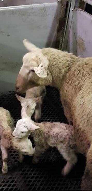 På Bekkavik gård har sauer og lam en fin tilværelse. Her fra en tidlig lammefødsel i februar.
 Foto: Karina Sevaldsen-Bekkavik.