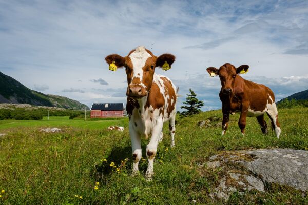 Små handlinger redder liv