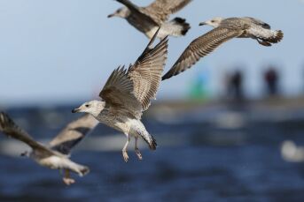 Skal sikre sjøfuglene i Horsvær