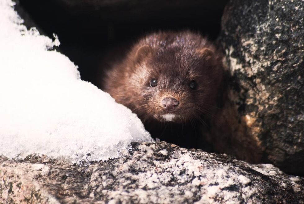 Minken er et skadedyr som ikke hører hjemme i norsk fauna.
 Foto: Derek Naulls