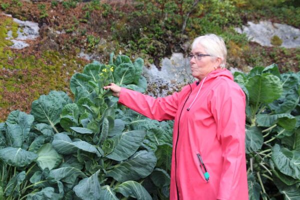 Får høythengende pris for nøkkrosekamp