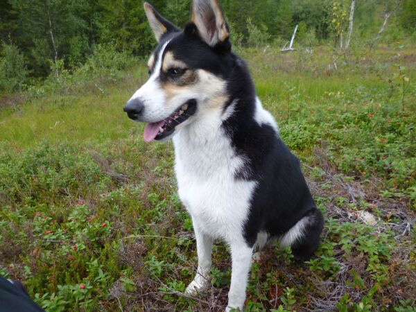 Hund var forsvunnet i Åbygda - er nå kommet hjem