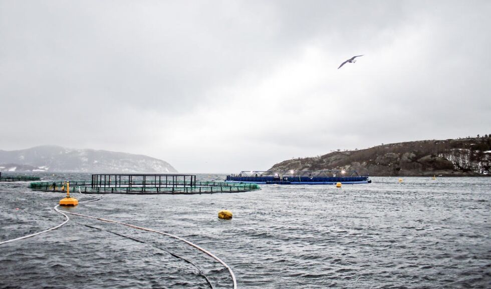 Midt-Norsk Havbruk sitt anlegg i Eiterfjorden.