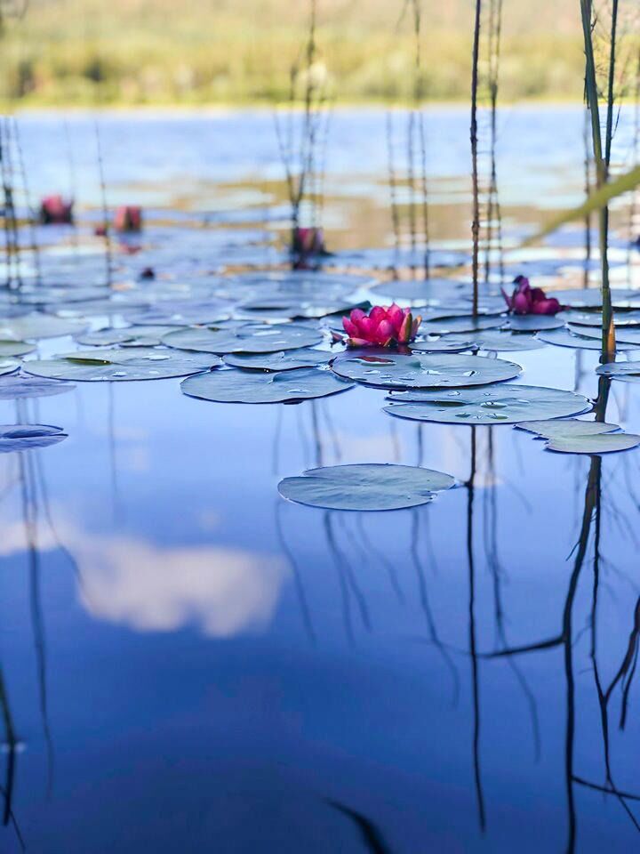 Den finnes på to steder i Storveavatnet.
 Foto: Anna Valan