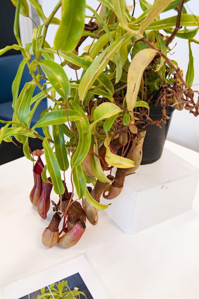 En rar plante som spiser kjøtt, altså fluer.