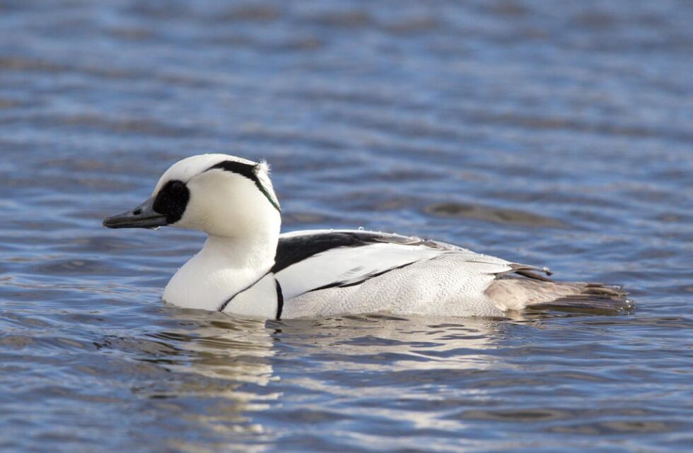 Foto: Andreas Trepte - www.photo-natur.net
