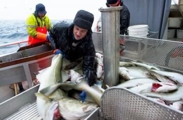 illustrasjonsfoto Fiskeridirektoratet