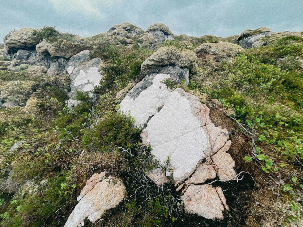 Utvalg for næring og natur skal blant annet ta opp statsforvalterens spørsmål om støtte til å starte en utredning av Borgan og Frelsøya til nasjonalpark.
 Foto: Synnøve Hanssen